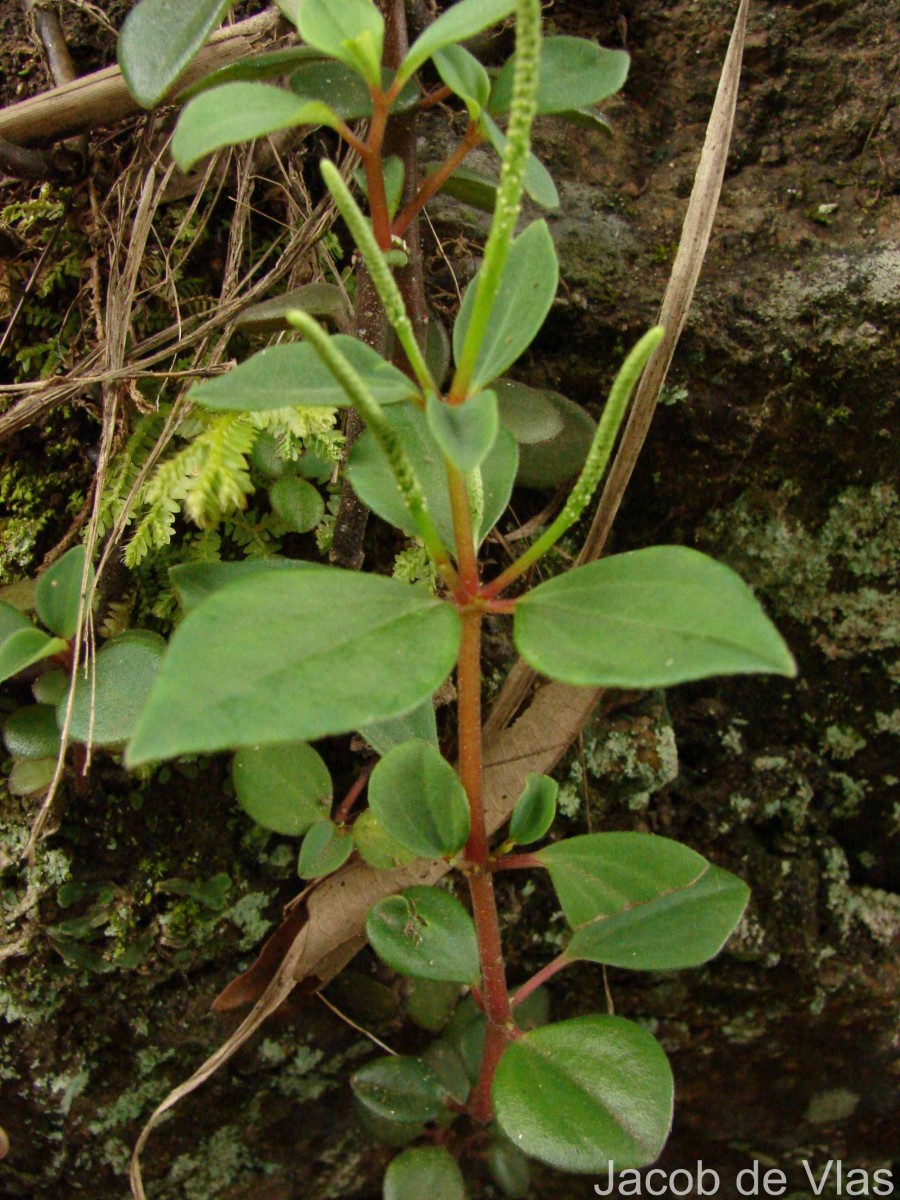 Peperomia leptostachya Hook. & Arn.